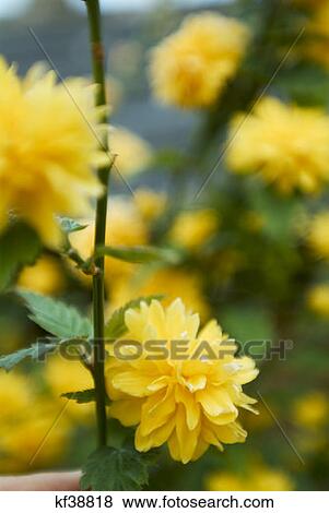 Kerria Japonica Plentiflora Yellow Flower View Large Photo Image Stock Photo - Kerria Japonica Plentiflora Yellow Flower. Fotosearch