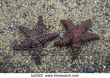 Ketchikan, Alaska Starfidh In Settler'S Cove Tongass National Forest View Large Photo Image Stock Image - Ketchikan, Alaska Starfidh In Settler'S Cove Tongass National Forest. Fotosearch