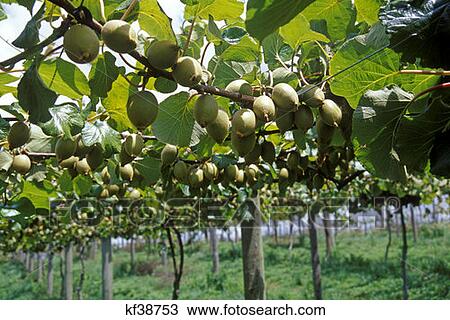 Stock Image - Kiwi Fruit Vines North Island New Zealand . Fotosearch