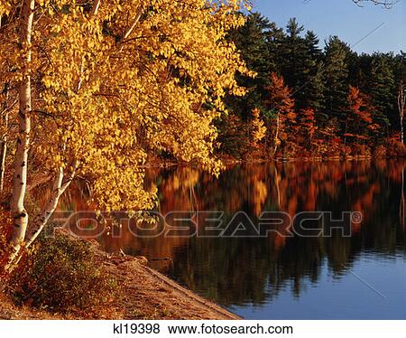 Lake Chocorua View Large Photo Image Stock Photo - Lake Chocorua. Fotosearch