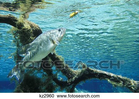 Stock Image - Large Mouth Bass About To Strike Lure Underwater View . Fotosearch