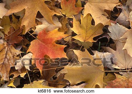Stock Photograph - Leaves Of Autumn. Fotosearch