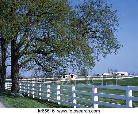 Lexington Ky View Large Photo Image Stock Photograph - Lexington Ky . Fotosearch