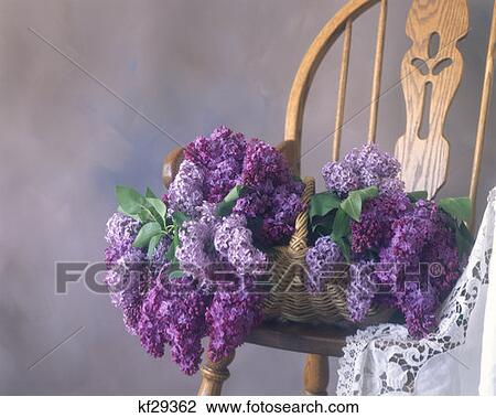 Lilacs In Basket On Chair Nostalgia View Large Photo Image Stock Image - Lilacs In Basket On Chair Nostalgia. Fotosearch