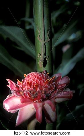 Lizard On Stalk Above Wax Lily Soufriere St. Lucia West Indies View Large Photo Image Stock Image - Lizard On Stalk Above Wax Lily Soufriere St. Lucia West Indies . Fotosearch
