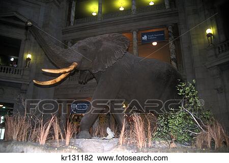 Lobby Of Smithsonian Museum Washington, D. C. View Large Photo Image Stock Image - Lobby Of Smithsonian Museum Washington, D. C.. Fotosearch