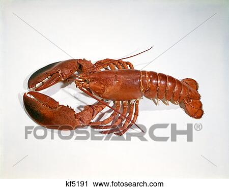 Lobster Shellfish View Large Photo Image Stock Image - Lobster Shellfish. Fotosearch