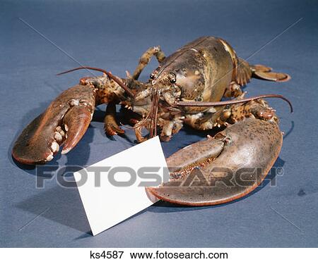 Stock Photo - Lobster?. Fotosearch