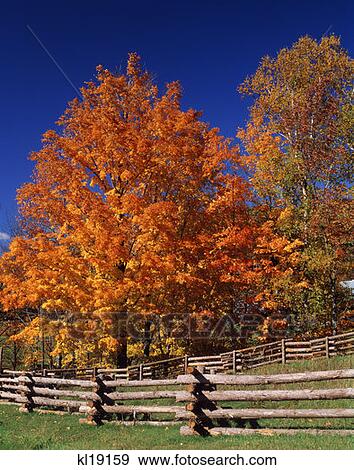 Log Fence And Trees In Autumn Jackson View Large Photo Image Stock Photo - Log Fence And Trees In Autumn Jackson. Fotosearch