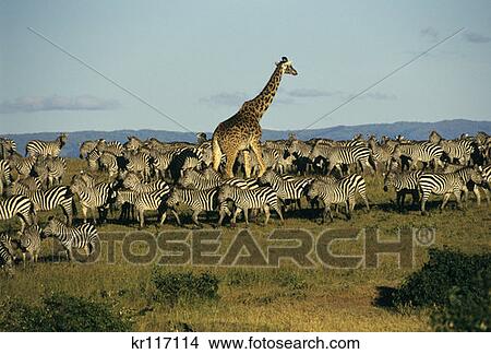 Masai Mara Game Reserve, Kenya, Africa Masai Giraffe Making Way Through Big Herd Of Burchells Zebras View Large Photo Image Picture - Masai Mara Game Reserve, Kenya, Africa Masai Giraffe Making Way Through Big Herd Of Burchells Zebras. Fotosearch
