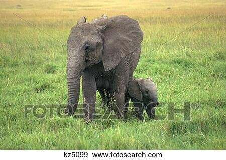 Masai Mara Game Reserve, Kenya, Africa Baby Elephant With Mother View Large Photo Image Stock Photo - Masai Mara Game Reserve, Kenya, Africa Baby Elephant With Mother. Fotosearch