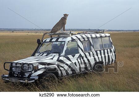 Stock Image - Masai Mara Game Reserve, Kenya Cheetah Sitting On Safari Vehicle. Fotosearch