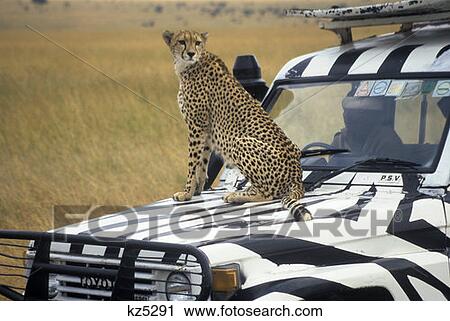 Masai Mara Game Reserve, Kenya Cheetah Sitting On Safari Vehicle View Large Photo Image Stock Image - Masai Mara Game Reserve, Kenya Cheetah Sitting On Safari Vehicle. Fotosearch