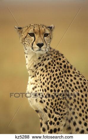 Stock Photo - Masai Mara Game Reserve, Kenya Cheetah. Fotosearch