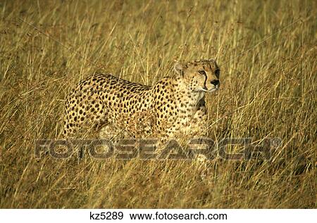 Stock Photo - Masai Mara Game Reserve, Kenya Cheetah In Long Grass. Fotosearch