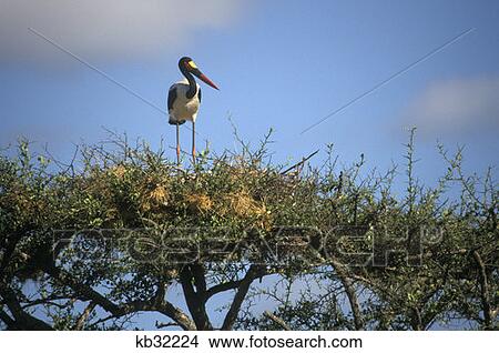 Picture - Masai Mara Game Reserve, Kenya Female Saddlebill Stork On Nest In Top Of Acacia With Weaver Bird Nests. Fotosearch