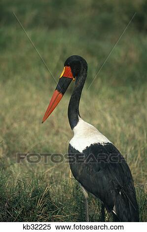Stock Photography - Masai Mara Game Reserve, Kenya Female Saddlebill Stork Male. Fotosearch