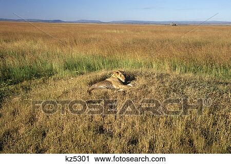 Masai Mara Game Reserve, Kenya Lion Sleeping In Nest On Mound View Large Photo Image Stock Image - Masai Mara Game Reserve, Kenya Lion Sleeping In Nest On Mound. Fotosearch
