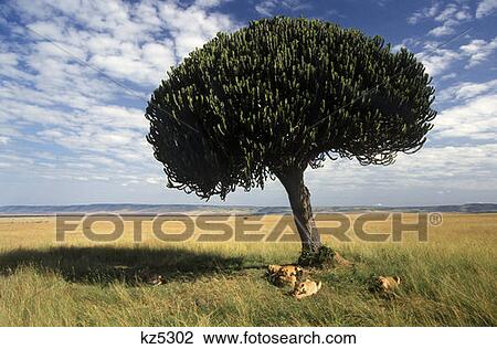 Masai Mara Game Reserve, Kenya Lions Sleeping Under Euphorbia Tree View Large Photo Image Stock Image - Masai Mara Game Reserve, Kenya Lions Sleeping Under Euphorbia Tree. Fotosearch