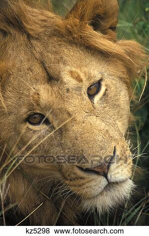 Masai Mara Game Reserve, Kenya Male Lion View Large Photo Image Stock Photo - Masai Mara Game Reserve, Kenya Male Lion. Fotosearch