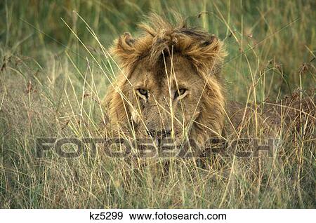Masai Mara Game Reserve, Kenya Male Lion In Deep Grass View Large Photo Image Stock Photo - Masai Mara Game Reserve, Kenya Male Lion In Deep Grass. Fotosearch