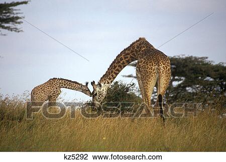 Stock Image - Masai Mara Game Reserve, Kenya Masai Giraffe With Calf. Fotosearch