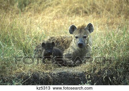 Masai Mara Game Reserve, Kenya Spotted Hyena With Cub View Large Photo Image Stock Image - Masai Mara Game Reserve, Kenya Spotted Hyena With Cub. Fotosearch