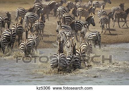 Masai Mara Game Reserve, Kenya Frightened Common Zebras Rushing From Waterhole View Large Photo Image Stock Photograph - Masai Mara Game Reserve, Kenya Frightened Common Zebras Rushing From Waterhole. Fotosearch