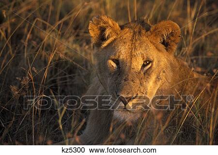 Masai Mara Game Reserve, Kenya Young Male Lion View Large Photo Image Stock Image - Masai Mara Game Reserve, Kenya Young Male Lion. Fotosearch