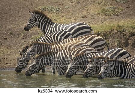 Picture - Masai Mara Game Reserve, Kenya Zebras At Waterhole. Fotosearch