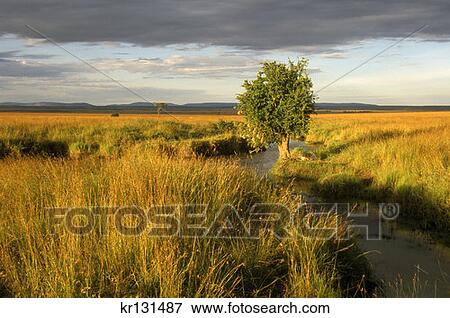 Masai Mara, Kenya Grasslands View Large Photo Image Stock Photo - Masai Mara, Kenya Grasslands. Fotosearch