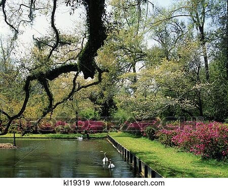 Middleton Place Gardens Charleston South Carolina View Large Photo Image Stock Photo - Middleton Place Gardens Charleston South Carolina . Fotosearch