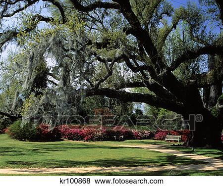 Middleton Place Gardens Charleston South Carolina View Large Photo Image Stock Photo - Middleton Place Gardens Charleston South Carolina . Fotosearch