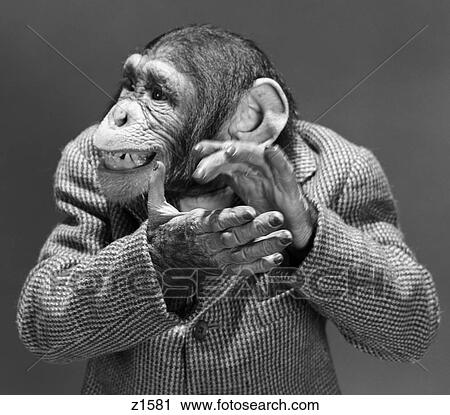 Stock Image - Monkey Chimp Chimpanzee Dressed Business Sportjacket Clapping Hands Smiling Funny Humanized Character Applause. Fotosearch