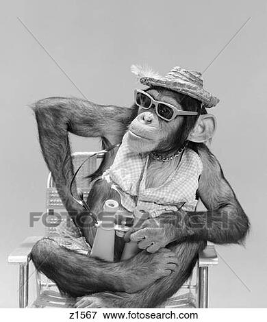 Monkey Chimpanzee Wear Hat Sunglasses Binoculars Sitting In Beach Chair Character Humanized Vacation Tourist View Large Photo Image Stock Photo - Monkey Chimpanzee Wear Hat Sunglasses Binoculars Sitting In Beach Chair Character Humanized Vacation Tourist . Fotosearch