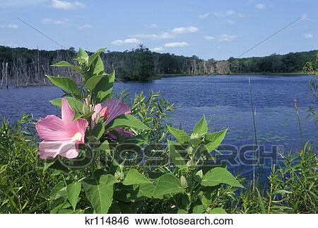 Stock Photograph - Monmouth County Nj Manasquan Reservoir . Fotosearch