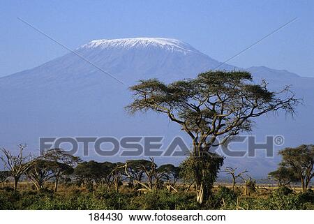 Mount Kilimanjaro Viewed From Amboseli Nat'L Park Kenya View Large Photo Image Stock Image - Mount Kilimanjaro Viewed From Amboseli Nat'L Park Kenya. Fotosearch