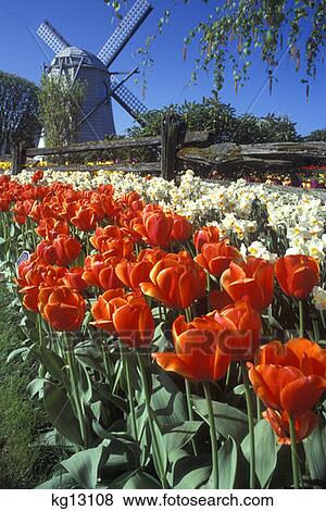 Mount Vernon, Washington Show Garden With Windmill In Background View Large Photo Image Stock Photo - Mount Vernon, Washington Show Garden With Windmill In Background. Fotosearch