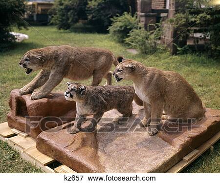 Stock Photo - Mountain Lions Stuffed Cub Taxidermy Cougar Puma. Fotosearch