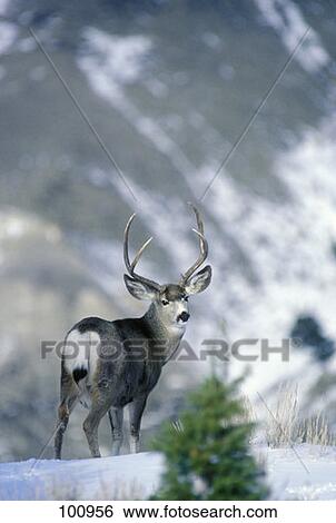 Mule Deer Buck Odocoileus Hemionus View Large Photo Image Stock Photograph - Mule Deer Buck Odocoileus Hemionus. Fotosearch
