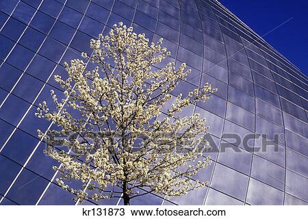 Museum Of Glass Flowering Tree Tacoma View Large Photo Image Stock Image - Museum Of Glass Flowering Tree Tacoma . Fotosearch