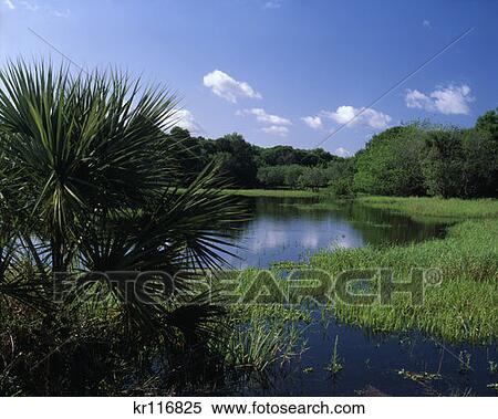 Stock Photography - Myakka River State Park Fl . Fotosearch