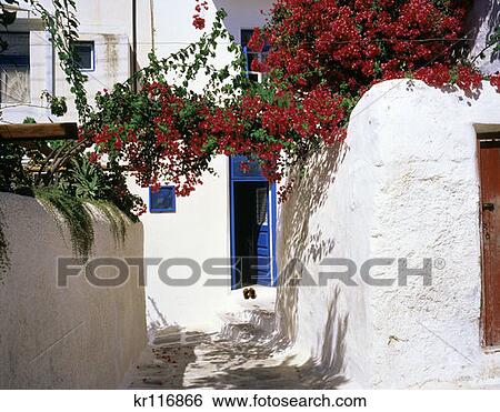Mykonos Greece Typical House With Magenta Flowers View Large Photo Image Stock Photograph - Mykonos Greece Typical House With Magenta Flowers . Fotosearch