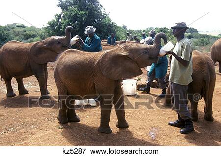 Stock Photo - Nairobi, Kenya Baby Elephants And Keepers At Feeding Time Sheldrick Orphanage. Fotosearch