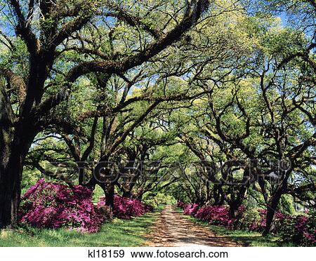 Near St. Francisville Louisiana View Large Photo Image Stock Photo - Near St. Francisville Louisiana. Fotosearch