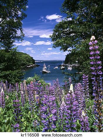 New Harbor Me Back Cove View Large Photo Image Stock Photo - New Harbor Me Back Cove . Fotosearch