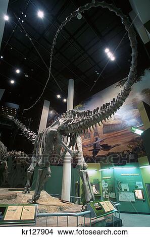 Norman, Ok Oklahoma Museum Of Natural History Apatosaurus Dinosaur Skeleton View Large Photo Image Picture - Norman, Ok Oklahoma Museum Of Natural History Apatosaurus Dinosaur Skeleton. Fotosearch
