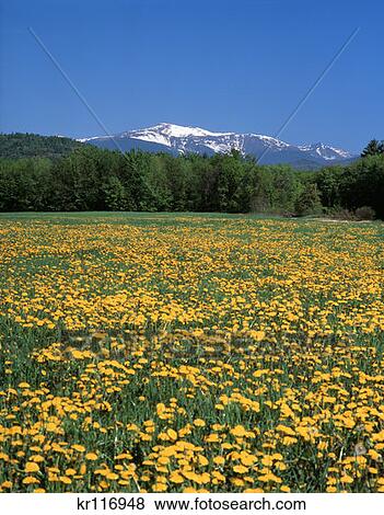 North Conway Nh Mt. Washington View Large Photo Image Stock Photo - North Conway Nh Mt. Washington . Fotosearch