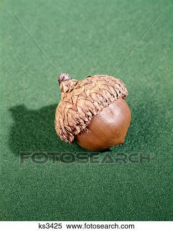 Stock Photography - Oak Tree Acorn On Green Background. Fotosearch