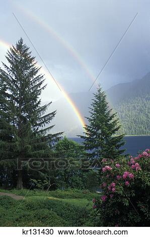 Olympic National Park, Washington Rainbow Over Lake Crescent View Large Photo Image Stock Image - Olympic National Park, Washington Rainbow Over Lake Crescent. Fotosearch
